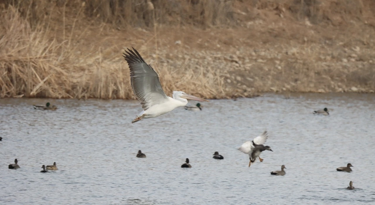 国家一级保护动物卷羽鹈鹕“做客”沙坡头区