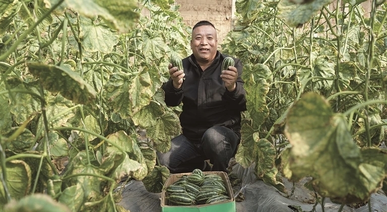 镇靖村大棚香瓜俏销