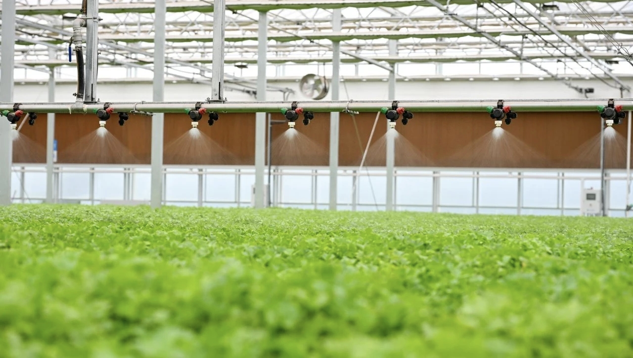 镇罗镇设施农业尽显“科技范”