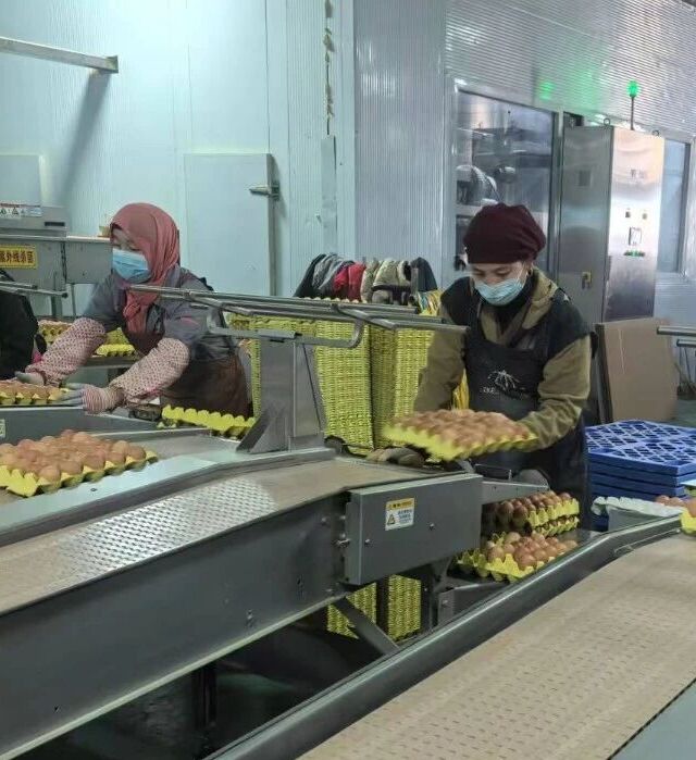 智慧养殖兴产业 宣和镇龙头引领做强蛋鸡产业